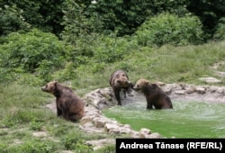 Libearty Bear Sanctuary is the largest animal welfare project in Europe. The sanctuary was created for former captive bears, Zărnești, Romania.