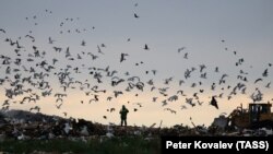 Мусорная свалка в Ленинградской области (архивное фото)