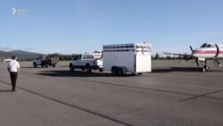 Хайрхоҳон ҷони мурғҳоро хариданд