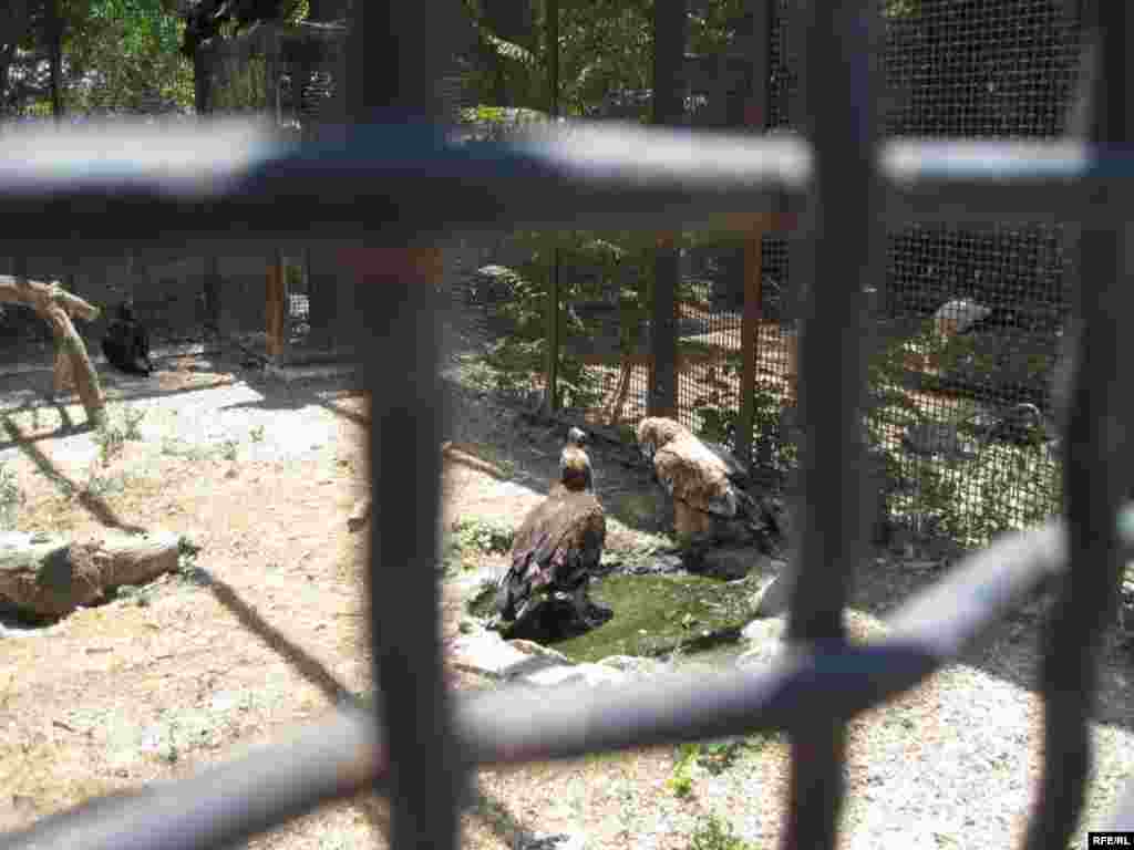 Zoopark "əhli" və yay istiləri #18