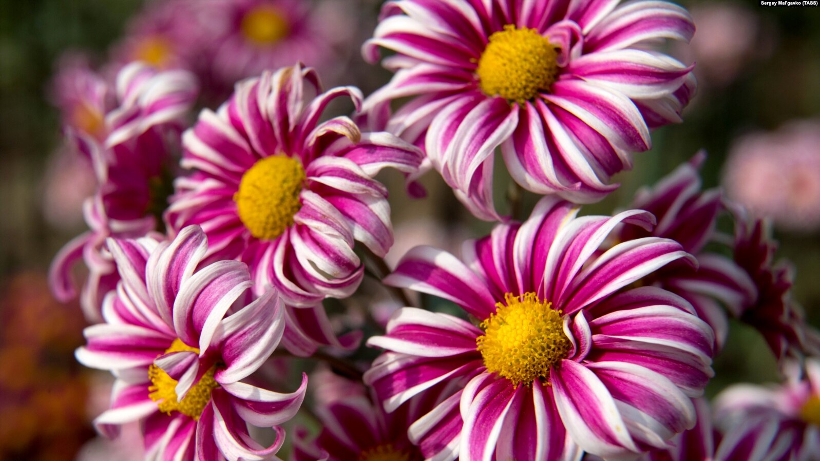 b1bcaf80-e923-4c33-a41a-3d24762f4a39_w15