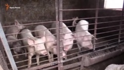 Крым: Чрезвычайная свинская ситуация (видео)