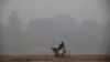 A cyclist pushes his laden bike through smog, in Lahore on November 21