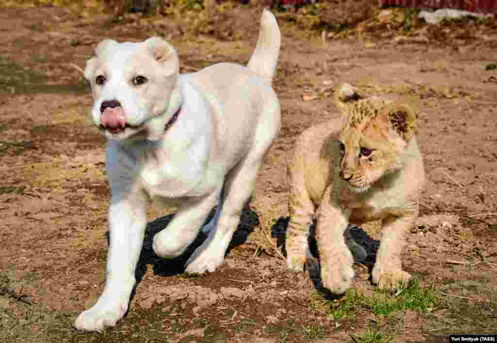 Elza has already served as an eager playmate for one of the zoo&#39;s tiger cubs and a small lion (pictured here in 2017).&nbsp;