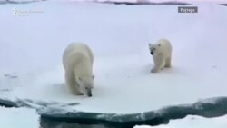 Дали човекот може да ја спаси природата?