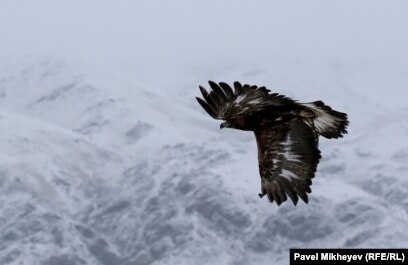 Мені жұлып алды Әйелі жыныстық қатынасқа түсіп, күйеуі үйге келді