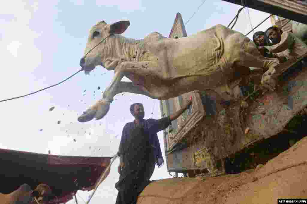 Торговцы выгружают скот из грузовика на рынке крупного рогатого скота, созданного для предстоящего мусульманского фестиваля Курбан-байрам в Карачи, Пакистан, 6 июля