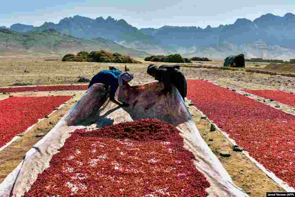 Fermerët afganë punojnë në një fushë ku thahen farat e shegës në Kandahar. (AFP/Javed Tanveer)