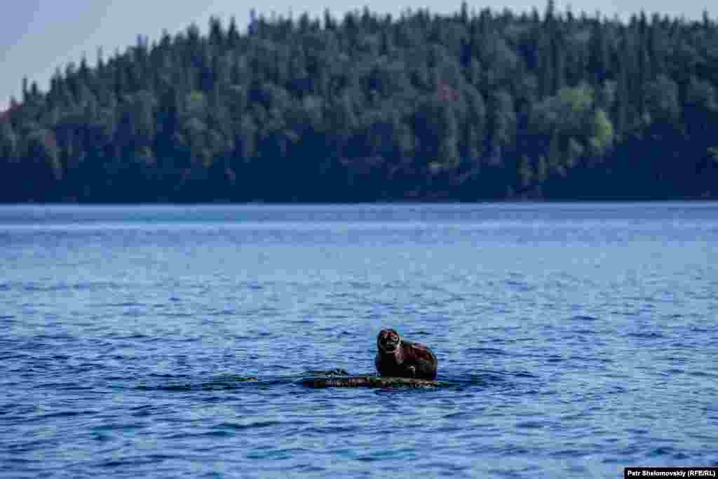 A Baikal seal, also known as a nerpa, near Valaam Island