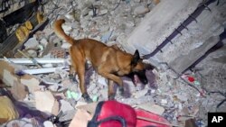 Обучени кучета търсят оцелели под руините