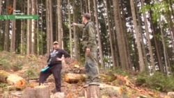Куди діваються гектари столітніх дерев у лісах Прикарпаття? (відео)