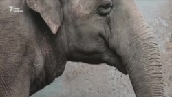 Чому Одеському зоопарку пропонували віддати слониху ще п’ять років тому?