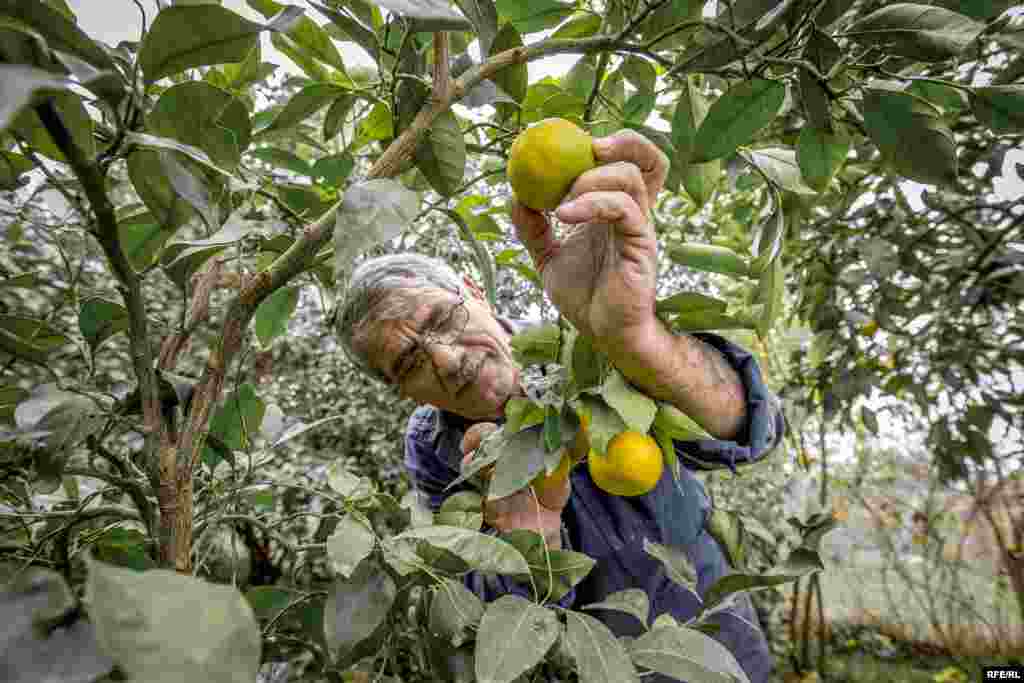 Bağlarında müxtəlif meyvələr yetişdirib bazara çıxarmaq istəyən sakinlər qiymətin aşağı olmasından narazıdırlar. Deyirlər, qapıdan ən keyfiyyətli feyxoanın kilosunu 60 qəpikdən alıb, bazarda iki-üç qat qiymətə satırlar.