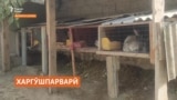 Талошҳои рушди харгӯшпарварӣ дар Хатлон