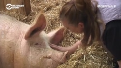 «Ферма свободы»: как в Израиле помогают больным животным (видео)