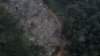 Shpyllëzimi i Amazonës. Brazil, shtator 2015.