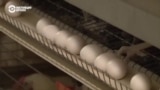 Таджикистанцы отказываются от яиц в своем рационе из-за роста цен
