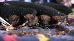 В Харькове одновременно выпустили больше тысячи летучих мышей (видео)