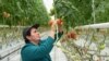 Armenia - A worker at a greenhouse in Kotayk province, 21Feb2015.