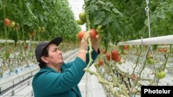 Armenia - A worker at a greenhouse in Kotayk province, 21Feb2015.