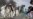 New Afghan Riots Over Koran Plan