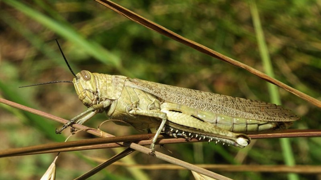 Castle gravenstein 3 порно ойыны