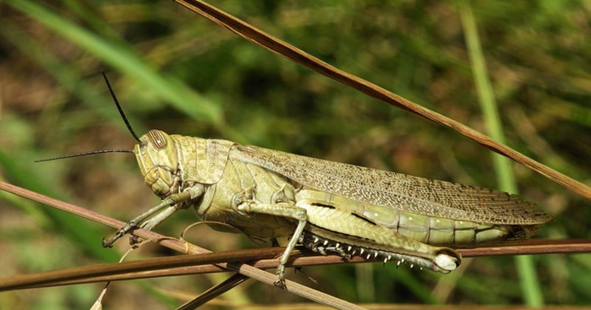 Жалаңаш қарт әйелдердің суреттері