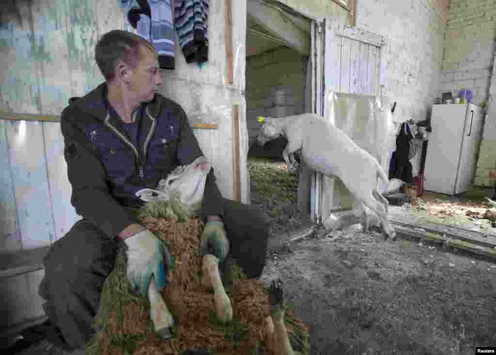 A worker prepares a sheep to be sheared at a state sheep farm in the village of Konukhi, southeast of Minsk, Belarus. (Reuters/Vasily Fedosenko)