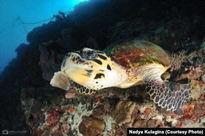 Қыздар Skype арқылы кеуделерін көрсетеді Мәйітханадағы жыныстық қатынасты қараңыз