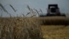 (FILES) Farmers harvest wheat in the settlement of Nedvigovka in the southern Russian Rostov region on July 18, 2023.
