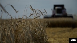 Farmers harvest wheat in the settlement of Nedvigovka in the southern Russian Rostov region on July 18.