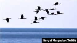 Перелетные птицы в Крыму до оккупации полуострова