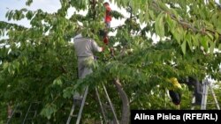 Збирання врожаю черешні у Молдові