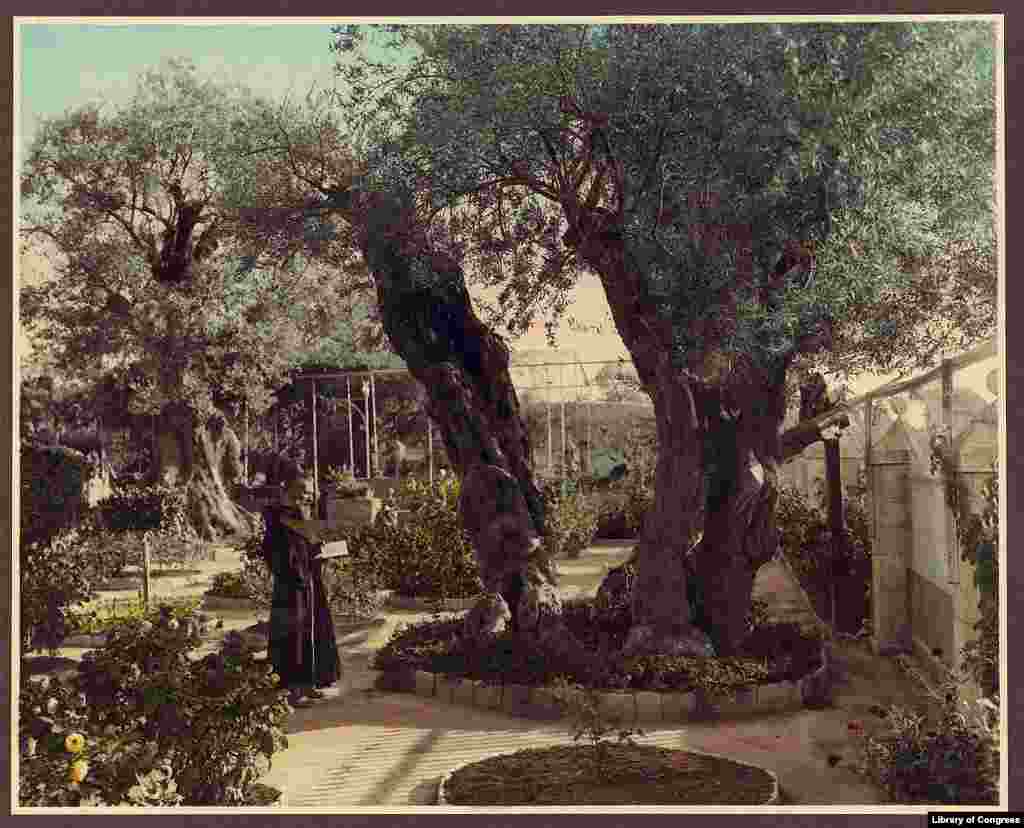 A monk in the Garden of Gethsemane, Jerusalem