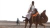 Iran's Motorists Get The Hump Over Soaring Camel Prices 