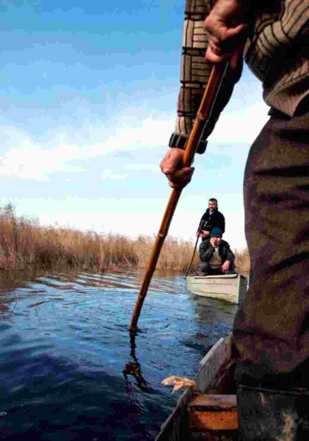 Many species of ducks, coots, and geese live in the coastal area.