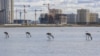 Kazakhstan. Flamingos on the Taldykol lake. Nur-Sultan, September 12, 2021