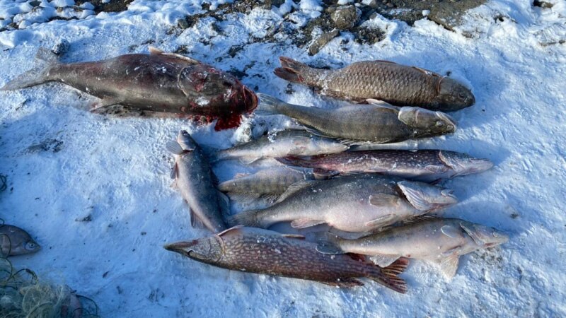 Симферополь: крымчан подозревают в браконьерстве на пересыхающем водохранилище (+фото)
