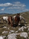 GRAB Abandoned In Wartime, Wild Horses Now Thrive In Bosnian Mountains