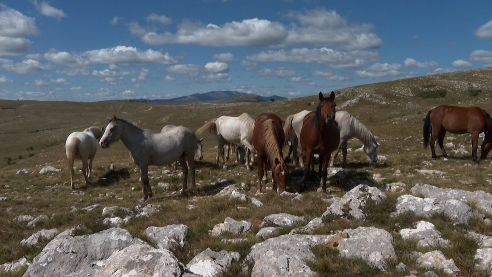 GRAB Abandoned In Wartime, Wild Horses Now Thrive In Bosnian Mountains
