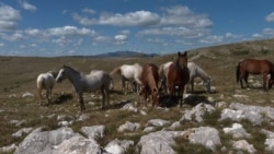 Abandonați pe timp de război, caii sălbatici prosperă acum în munții bosniaci