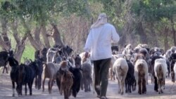 Dowarlardan owlak-guzy almak möwsüminiň öňýany, serdarly çarwadarlar şertlerden şikaýatçy