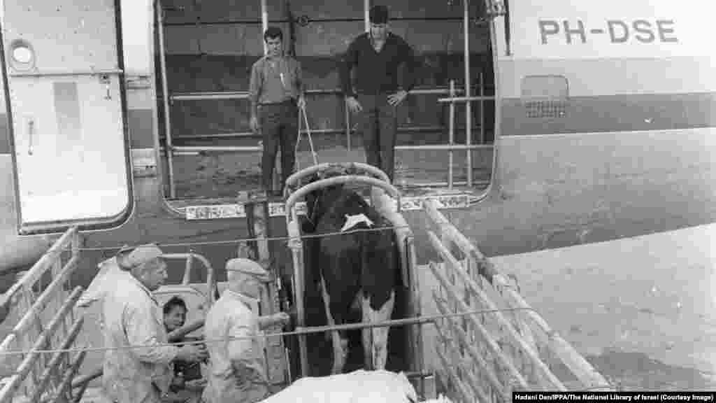 Tejelő teheneket rakodnak egy Iránba tartó teherszállító repülőgép fedélzetére egy Izraelben, 1965-ben.Míg Izrael az iráni olajból profitált, Teherán a mezőgazdasági és katonai technológiák terén szerzett szakértelmet partnerétől.