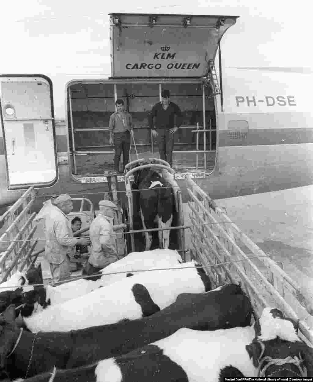 Dairy cows being loaded aboard a cargo plane bound for Iran at an Israeli airfield in 1965. While Israel benefited from Iranian oil, Tehran acquired Israeli expertise in agricultural and military technologies.