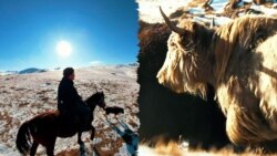Изоляция, яки, высокогорье. Как живут пастухи в Нарынской области