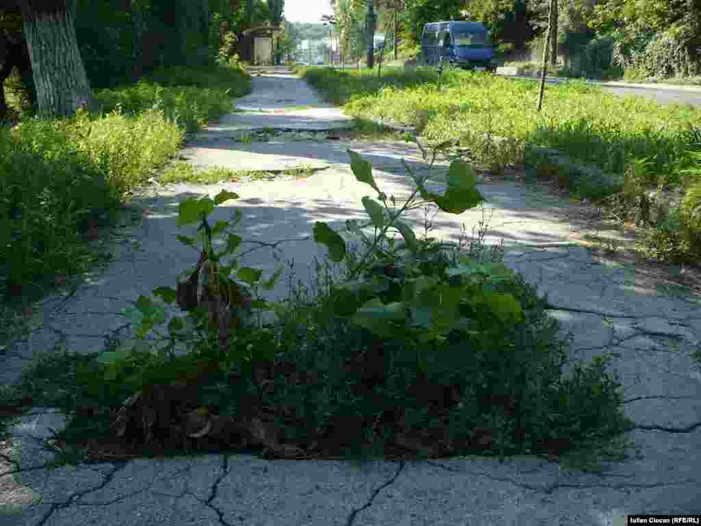 Trotuar năpădit de plante