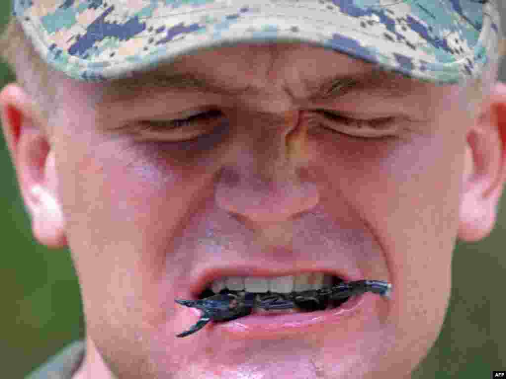 A U.S. Marine eats a scorpion as he participates in a jungle survival program in Thailand.