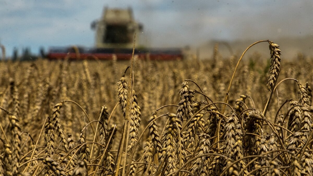 The Minister of Agriculture of Poland resigned because of Ukrainian grain