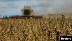 Imagine generică cu recoltarea grâului în regiunea Kiev, în mijlocul atacului asupra Ucrainei