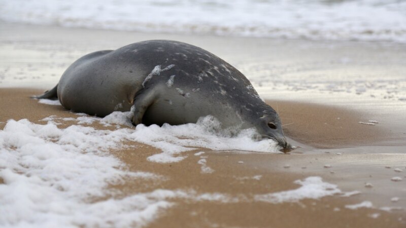 "Ситуация ненормальная". Почему в Дагестане погибли сотни тюленей